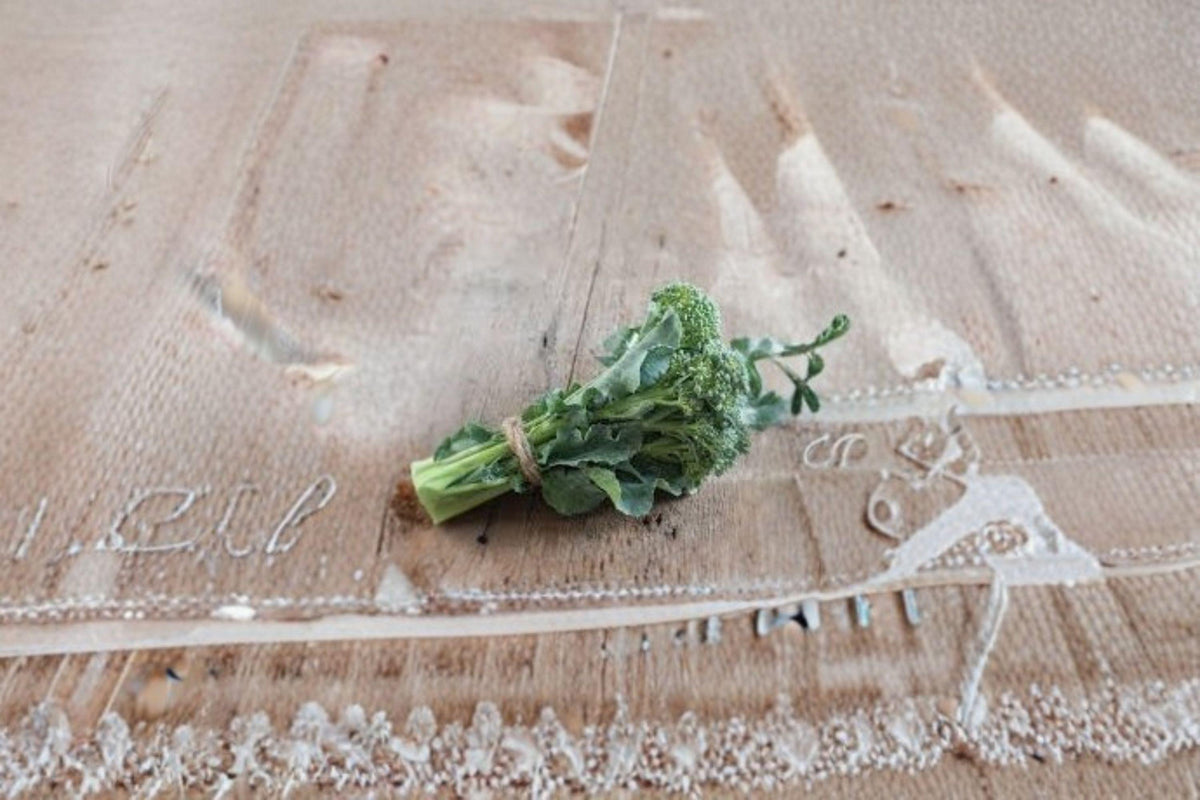 Broccoli Seeds - 300 Count Di Cicco Italian Heirloom | Brassica oleracea var. italica | Cold Tolerant, Continuous Harvest
