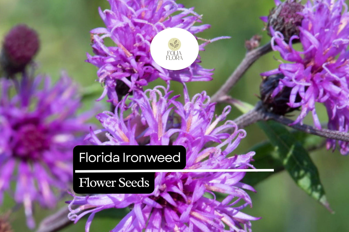 Florida Ironweed Seeds (25) | Purple Wildflower | Vernonia angustifolia | Native Perennial | Pollinator-Friendly