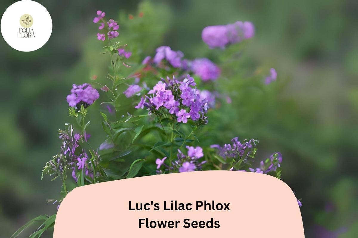 Luc's Lilac Phlox Seeds - 100+ Annual Flower Seeds, Lilac to Lavender Blooms, Phlox drummondii, Attracts Butterflies