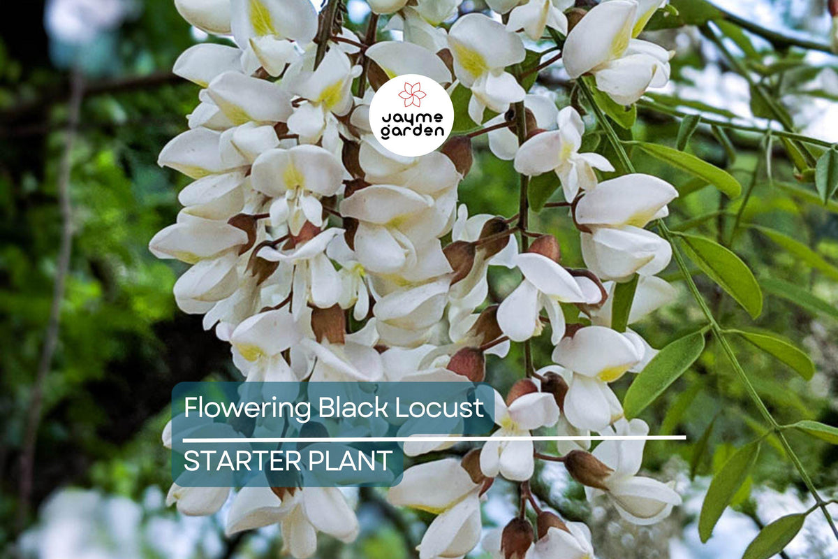Live Bare Root Flowering Black Locust Tree 2-3' | Robinia pseudoacacia 'Allegheny' | Fast-Growing, Hardy Zones 4-8