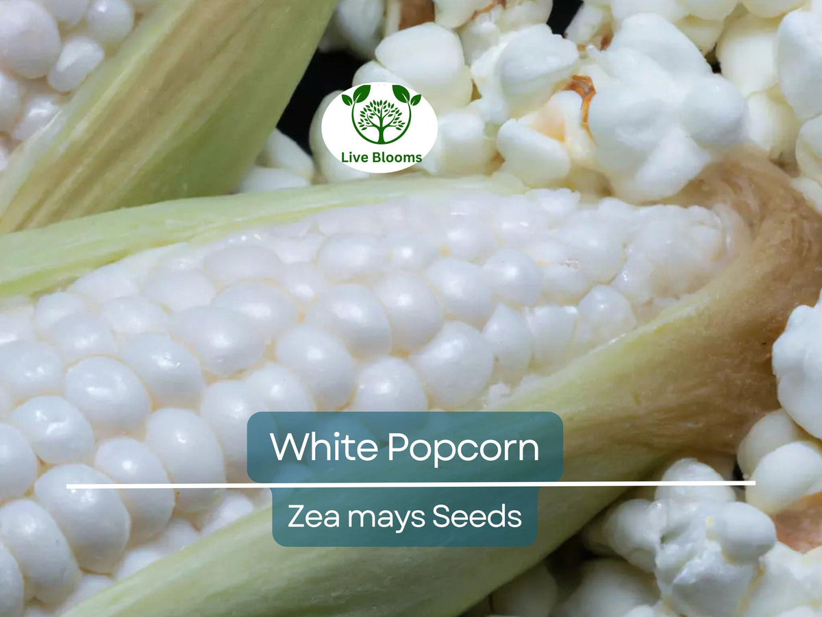 50 White Popcorn Seeds - Non-GMO Japanese Hulless Corn (Zea mays) - Organic, Easy to Grow for Home Garden, Healthy Snack