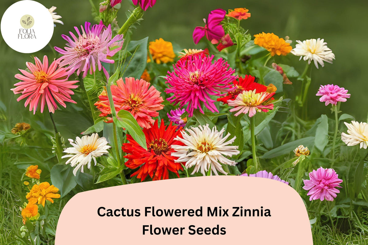 Cactus Flowered Mix Zinnia Seeds - 100+ Non-GMO Zinnia elegans - Spiky Petaled Blooms for Summer Gardens & Cut Flowers
