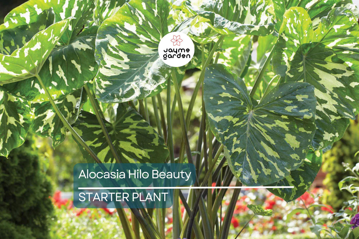 Alocasia Hilo Beauty Starter Plant | Tropical Indoor/Outdoor Houseplant | Alocasia × amazonica | Low-Maintenance Humid Plant