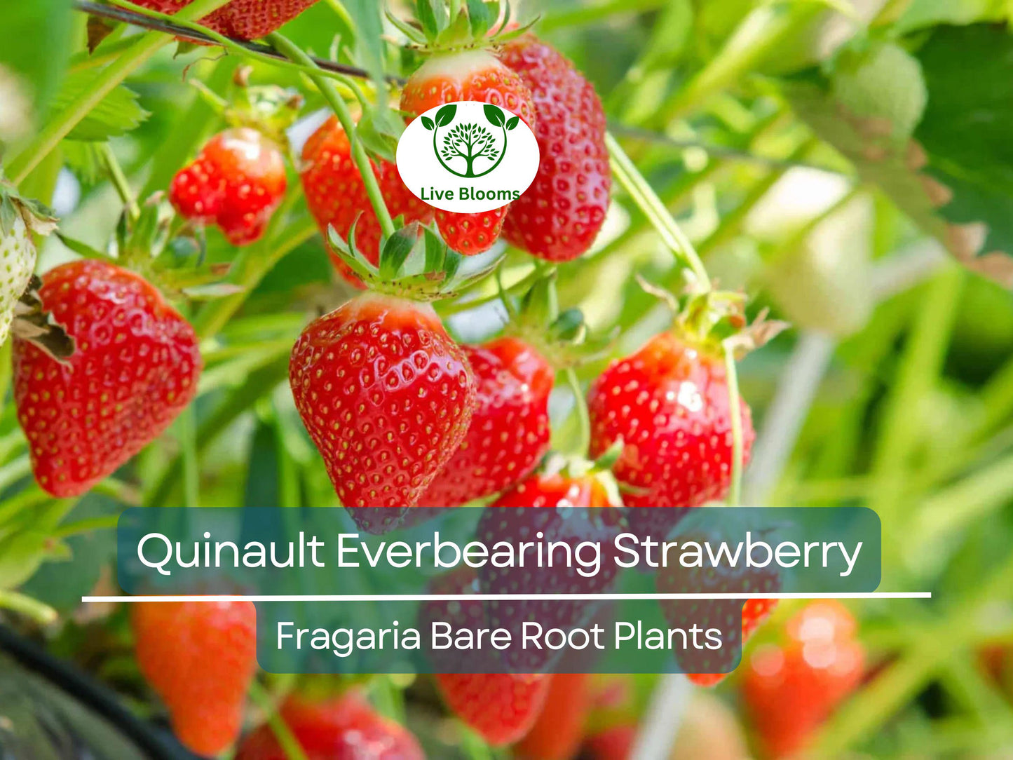10 Quinault Everbearing Strawberry Plants - Bare Root, Sweet & Juicy, Non-GMO Heirloom