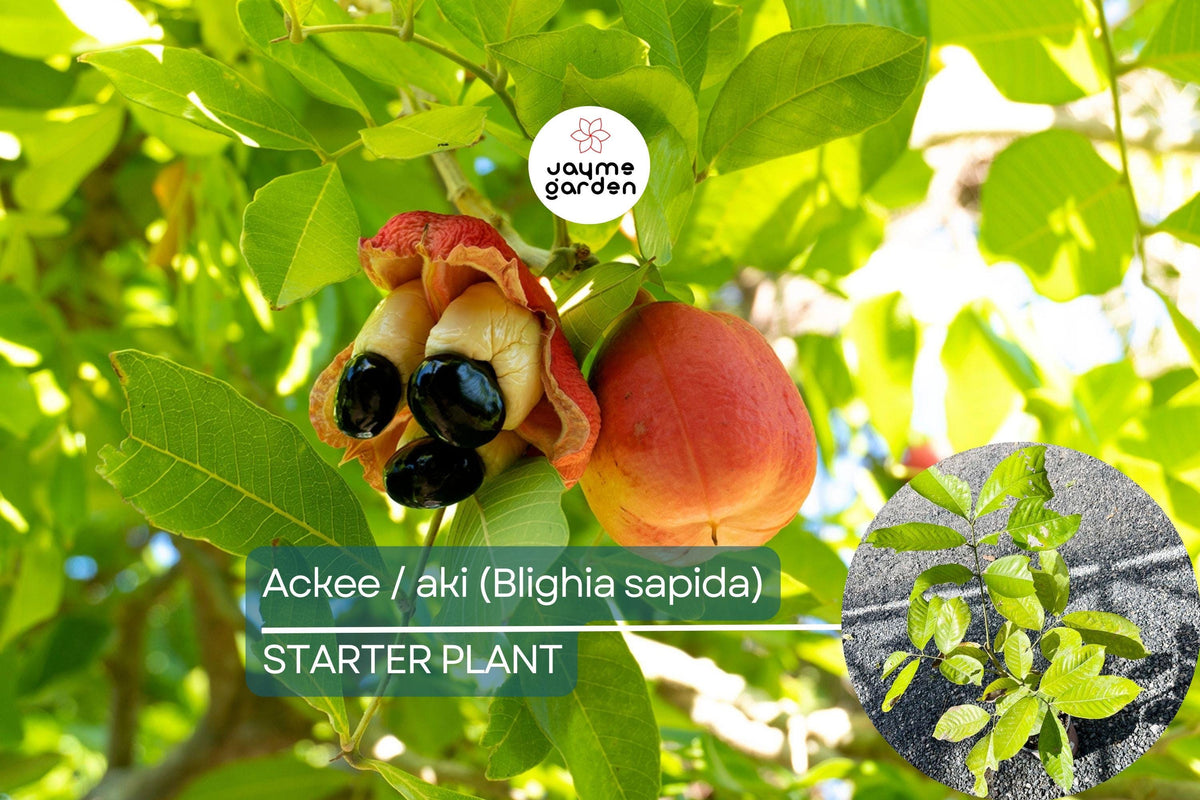 Ackee Starter Plant 12"-24" | Blighia sapida | Tropical Culinary Treasure | Exotic Fruit Tree for Caribbean Gardens