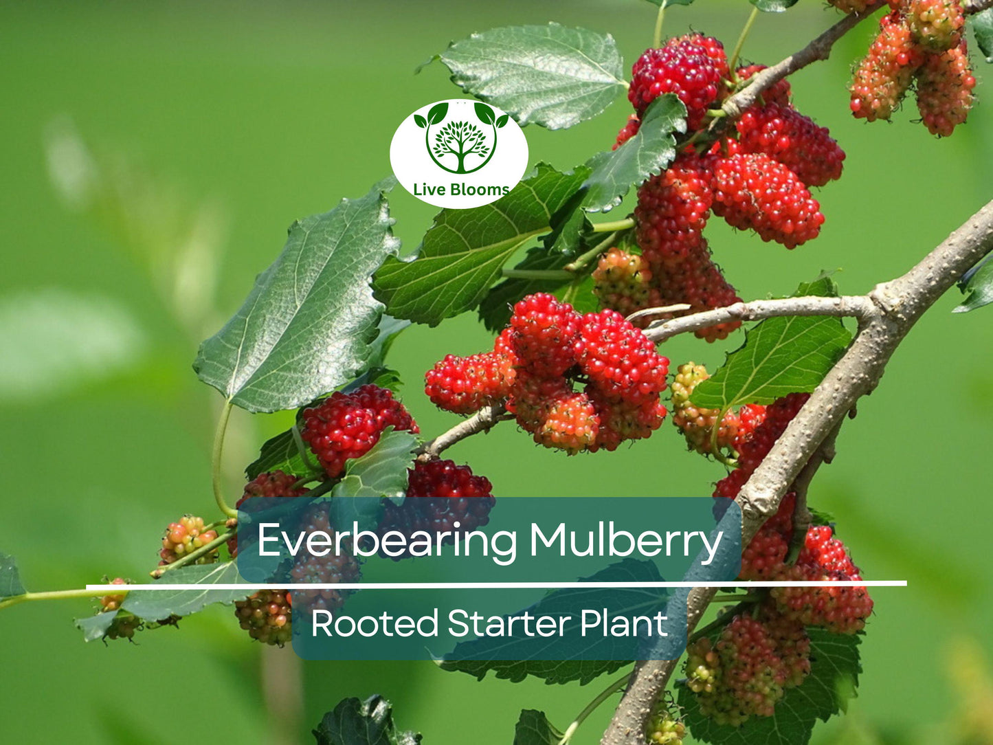 Dwarf Everbearing Mulberry Live Plant - Compact Morus Nigra Tree with Year-Round Fruit Production