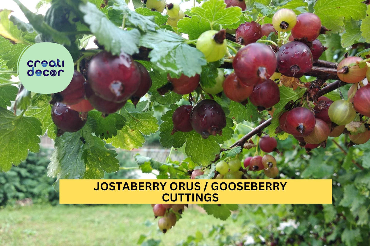12 Jostaberry Cuttings | Unrooted Gooseberry Currant Hybrid | Ribes nigrum × Ribes uva-crispa (ORUS 8) | USA Seller