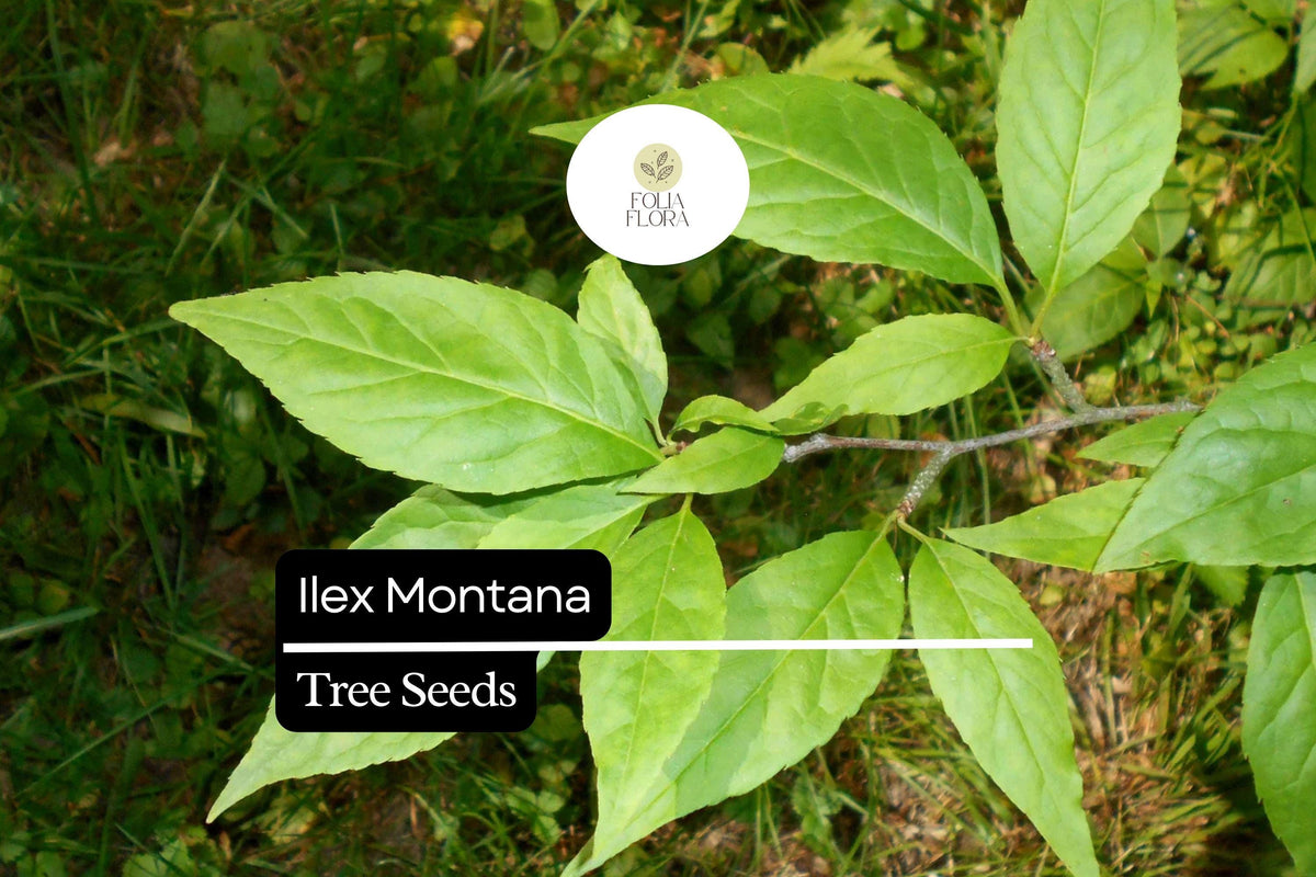 500mg Ilex Montana Mountain Holly Seeds - Hardy Evergreen Shrub with Red Berries for Zones 5-8