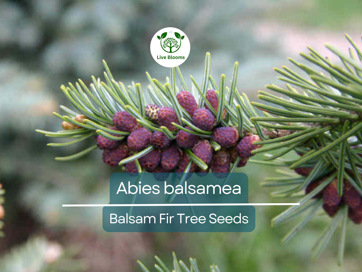 30 Abies balsamea Seeds - Cold-Hardy Balsam Fir Evergreen for Landscaping & Reforestation