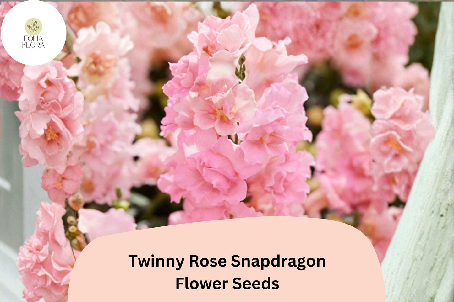 1000+ Twinny Rose Snapdragon Seeds | Antirrhinum majus | Double Rose Pink Blooms for Gardens & Containers