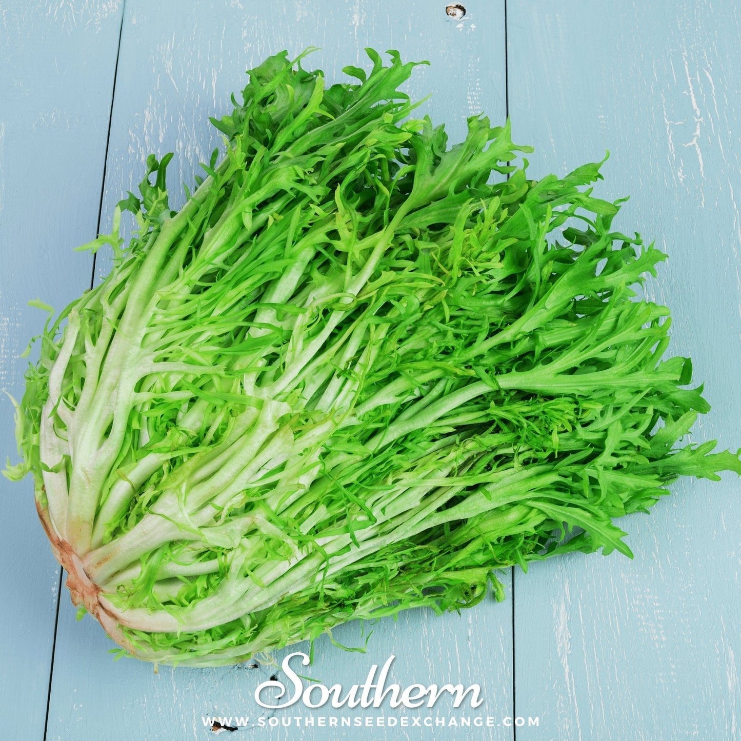 Green Curled Ruffec Endive Seeds – Heirloom, Frilly Green Leaves, Bitter Flavor, Frost-Tolerant, Non-GMO, 200 Seeds