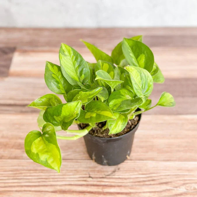 Global Green Pothos Rooted Cutting - Live Houseplant Epipremnum Aureum, Easy Indoor Plant, Variegated Green Marbling