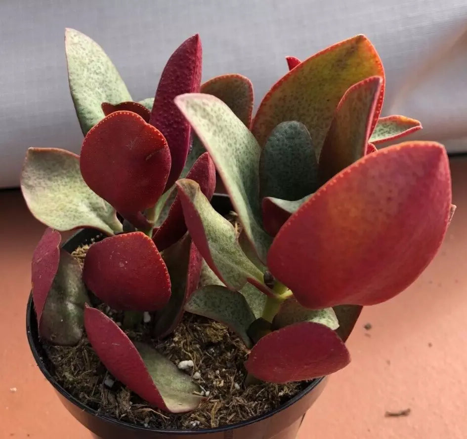 Crassula Multicava 'Bleeding Heart' Succulent Starter Plant – Glossy Oval Leaves – Drought-Tolerant Indoor or Outdoor Plant