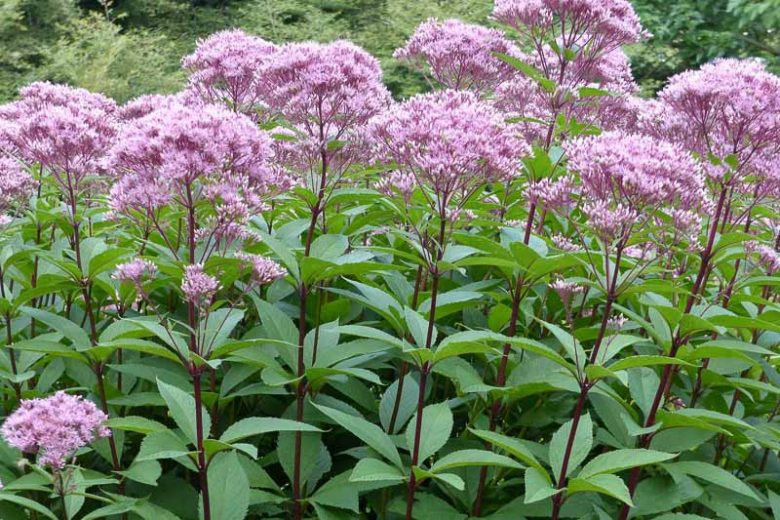 Eutrochium fistulosum Seeds β Hollow Joe-Pye Weed Native Tall Wildflower Pollinator Garden Plant 100 Seeds
