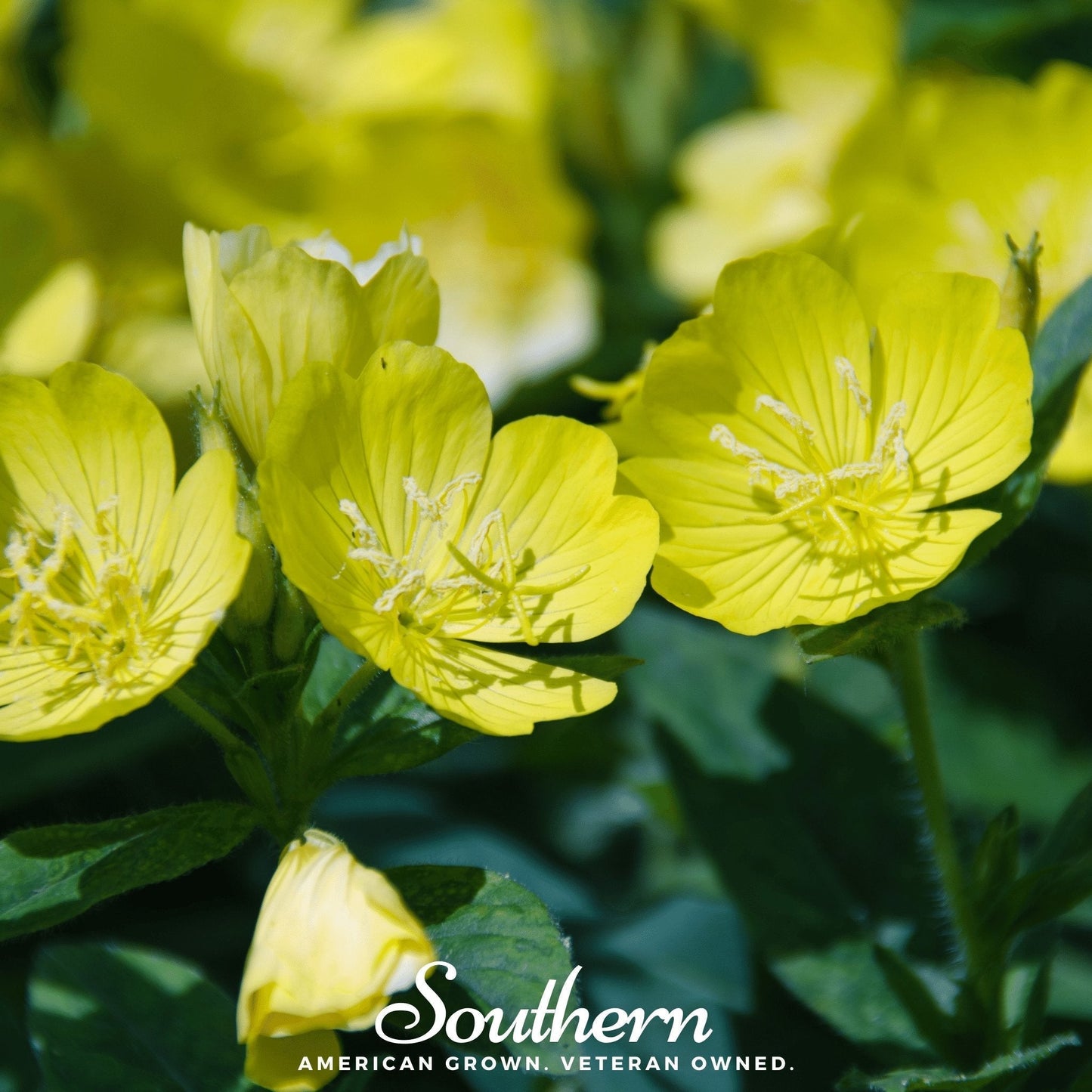 Common Evening Primrose Seeds – Heirloom, Non-GMO, Dusk-Blooming Yellow Flowers, Oenothera lamarckiana, 100 Seeds