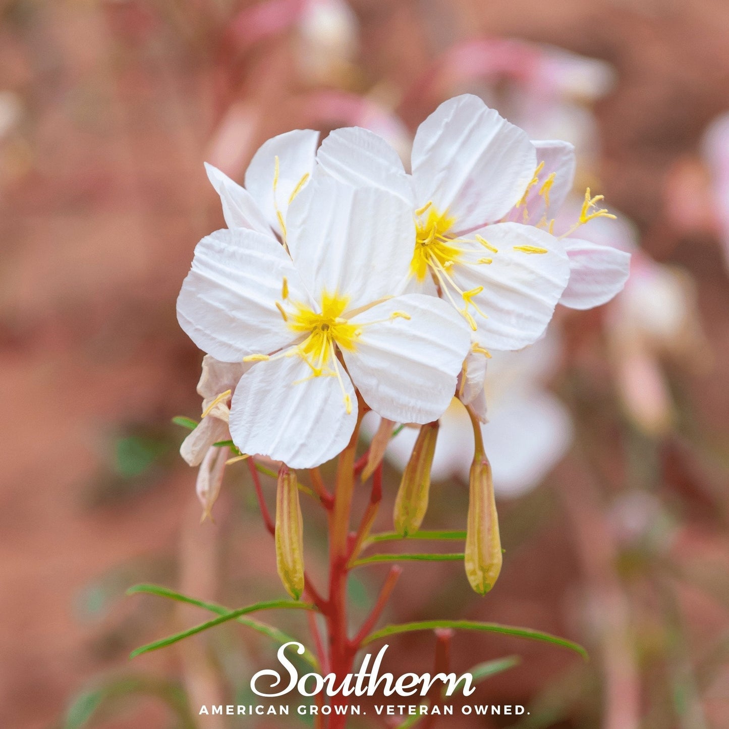 Pale Evening Primrose Seeds β Heirloom Non-GMO Perennial for Night Blooming, Drought Tolerant, Native American Plant, 100 Seeds
