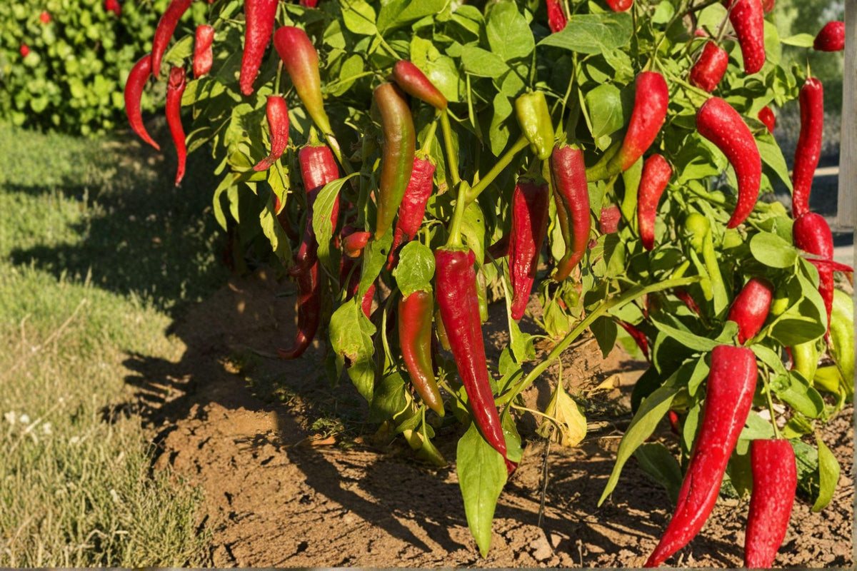 Hot Pepper Seeds - 25 Ms. Junie Very Hot Chili - Fruity Flavor, Rare Caribbean-Style - Capsicum chinense for Spicy Dishes