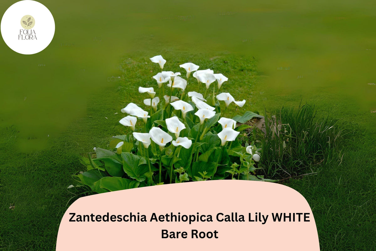 5 Live White Calla Lily Plants | Zantedeschia aethiopica | 2" Florist Quality Flower for Gardens & Arrangements