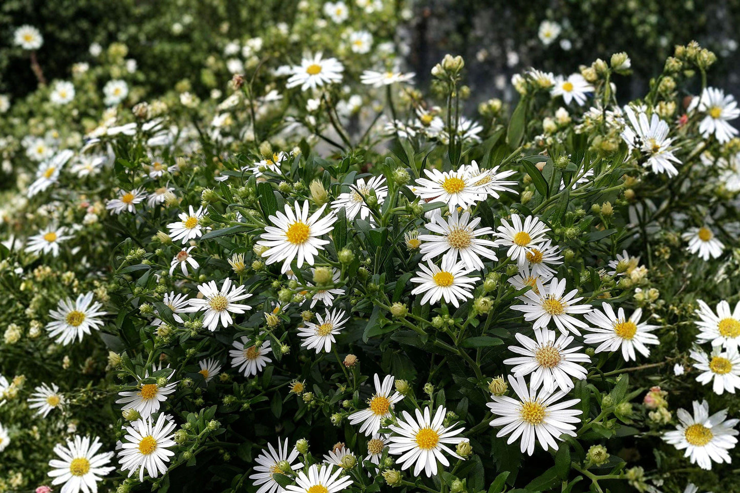 Heath Aster Seeds 100 Pack – Symphyotrichum pilosum Frost Aster Native Wildflower for Pollinators