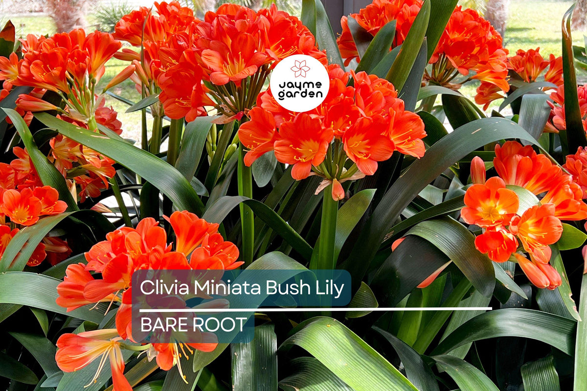Clivia Miniata Live Plant - Orange Blooms, Bare Root Bush Lily - Hardy Perennial with 15 Leaves - Ideal for Partial Shade