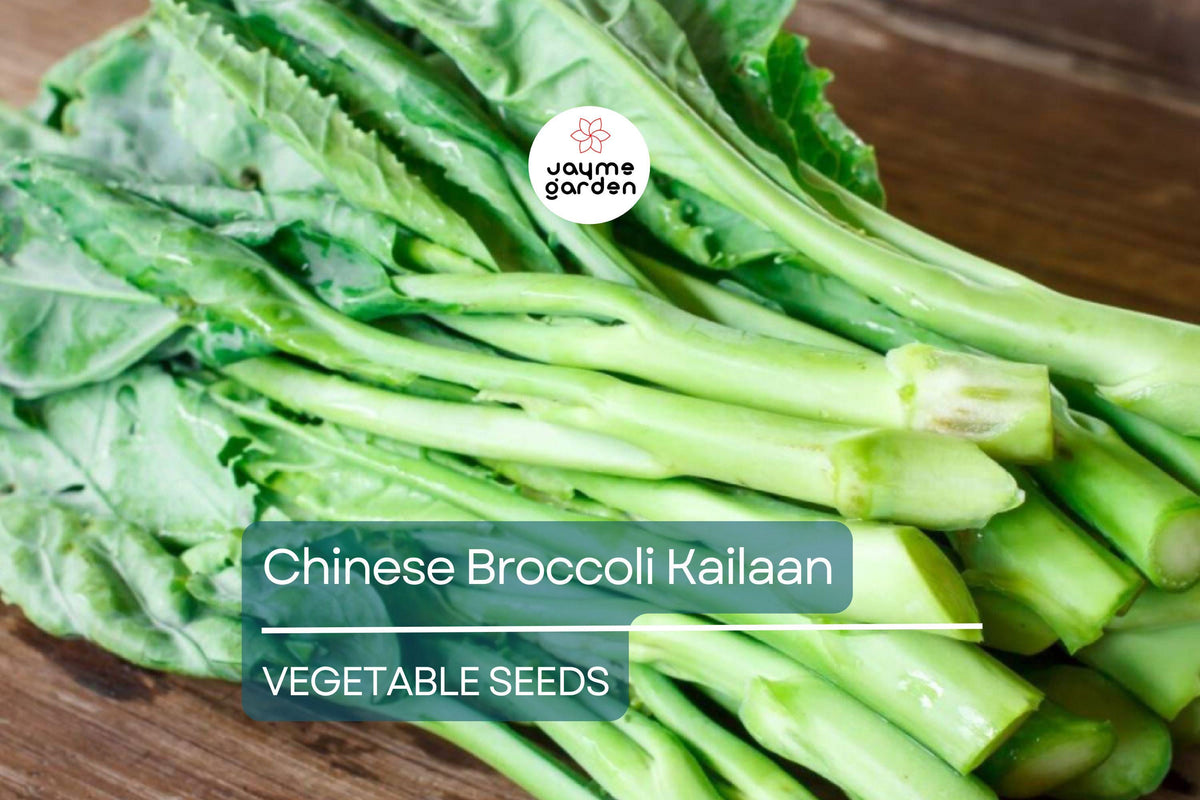 500mg Chinese Broccoli Seeds - Heirloom Kailaan (Brassica oleracea var. alboglabra) - Non-GMO Asian Green for Stir-Fries & Soups