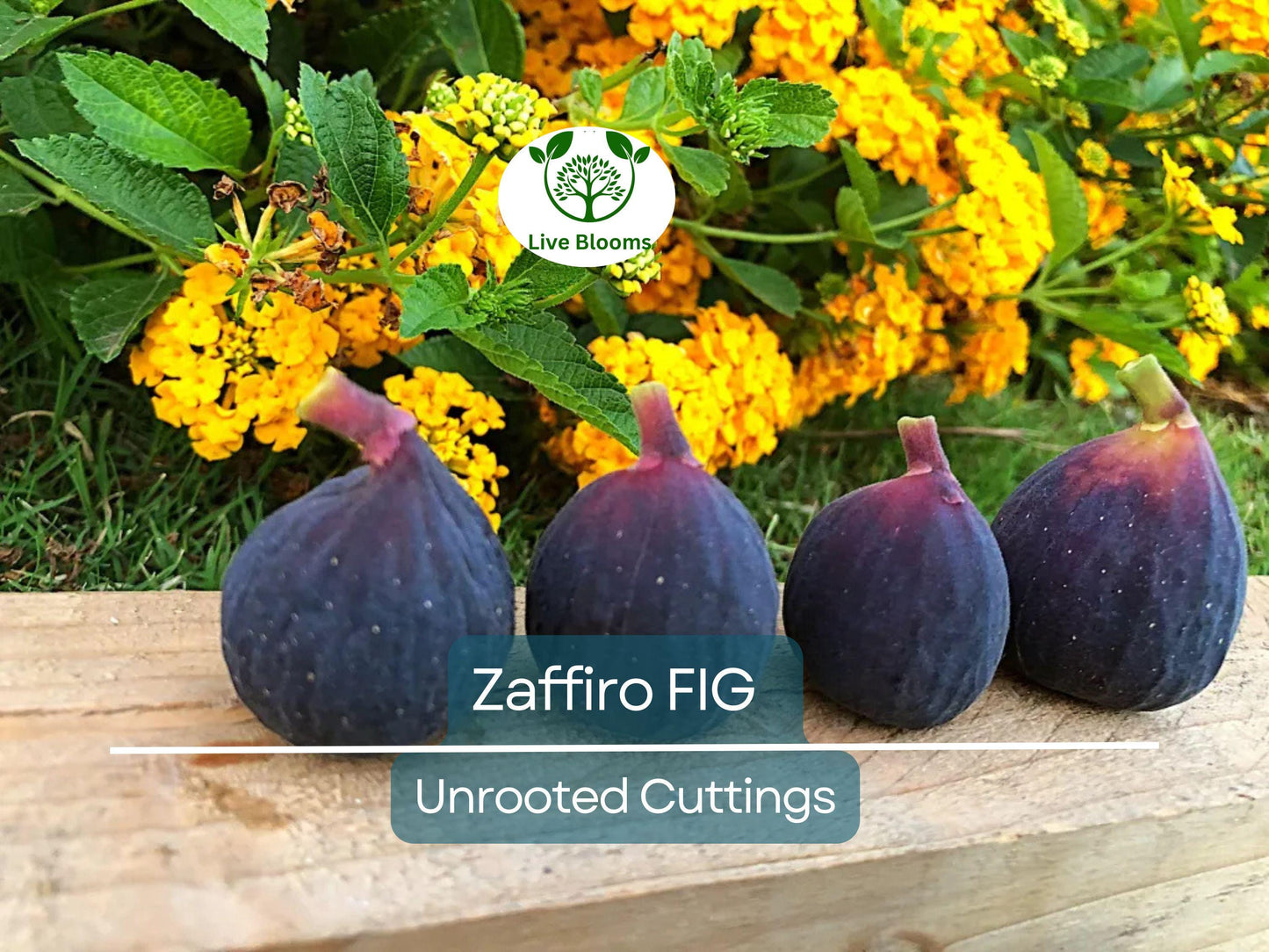 Zaffiro Fig Tree 6-8” (Ficus carica) - Sweet Edible Figs for Home Gardens & Containers