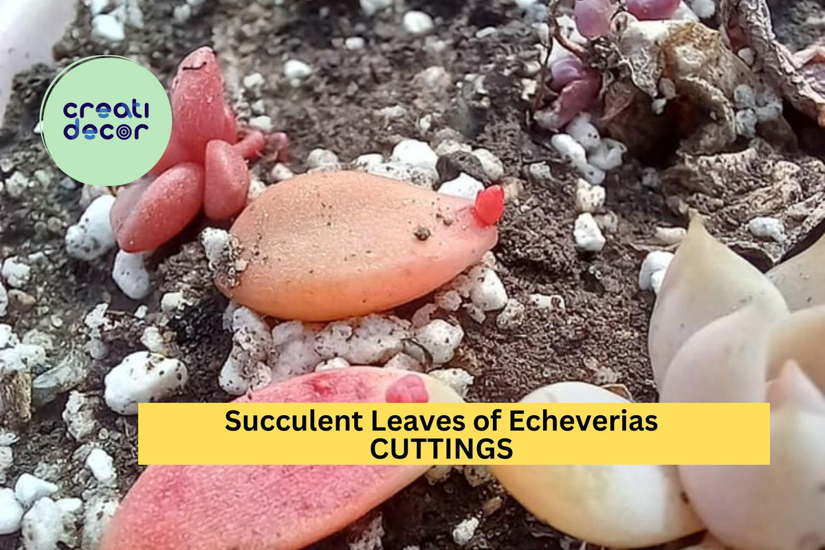 50 Succulent Leaves + 5 Cuttings Propagation Set – Mixed Echeveria, Sedum & More – Easy to Grow Succulents USA