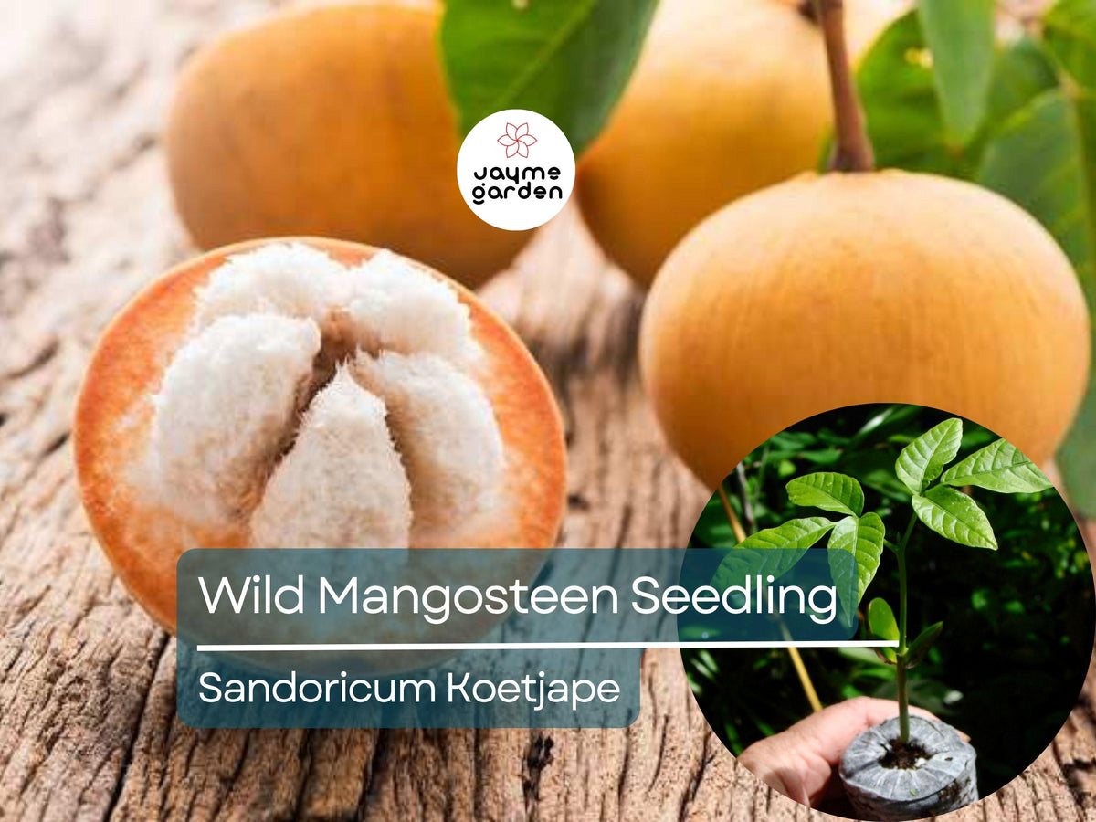 Wild Mangosteen Seedling 1-2' Tall - Cotton Fruit Tree Sandoricum Koetjape - Exotic Tropical Fruit for Gardens