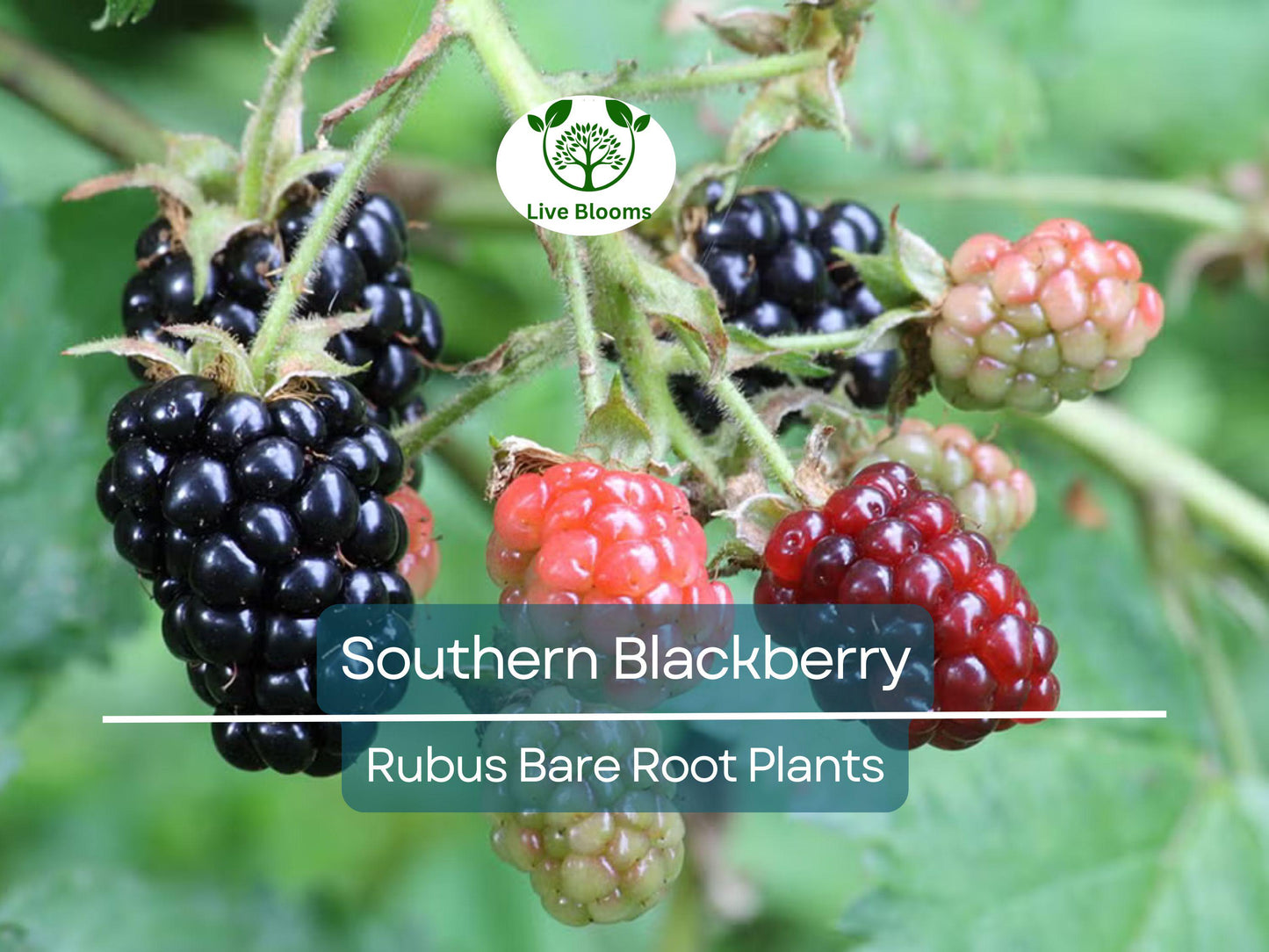 3 Southern Blackberry Plants – 2-3 Ft Tall Bare Root Bushes with Large Sweet Fruit for Home Gardens