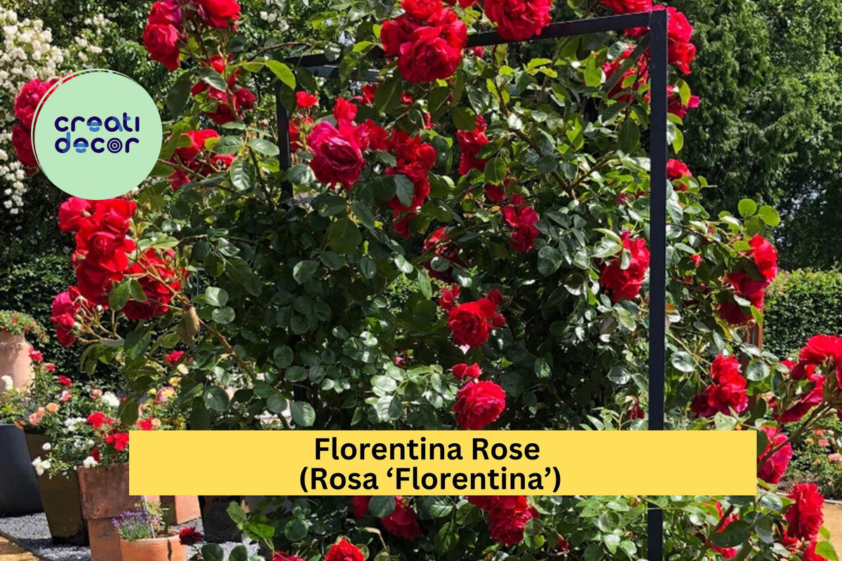 Florentina Rose Cuttings - 3 Unrooted Stems - Rare Deep Red Climbing Rose - Rosa ‘Florentina’ for Grafting or Rooting