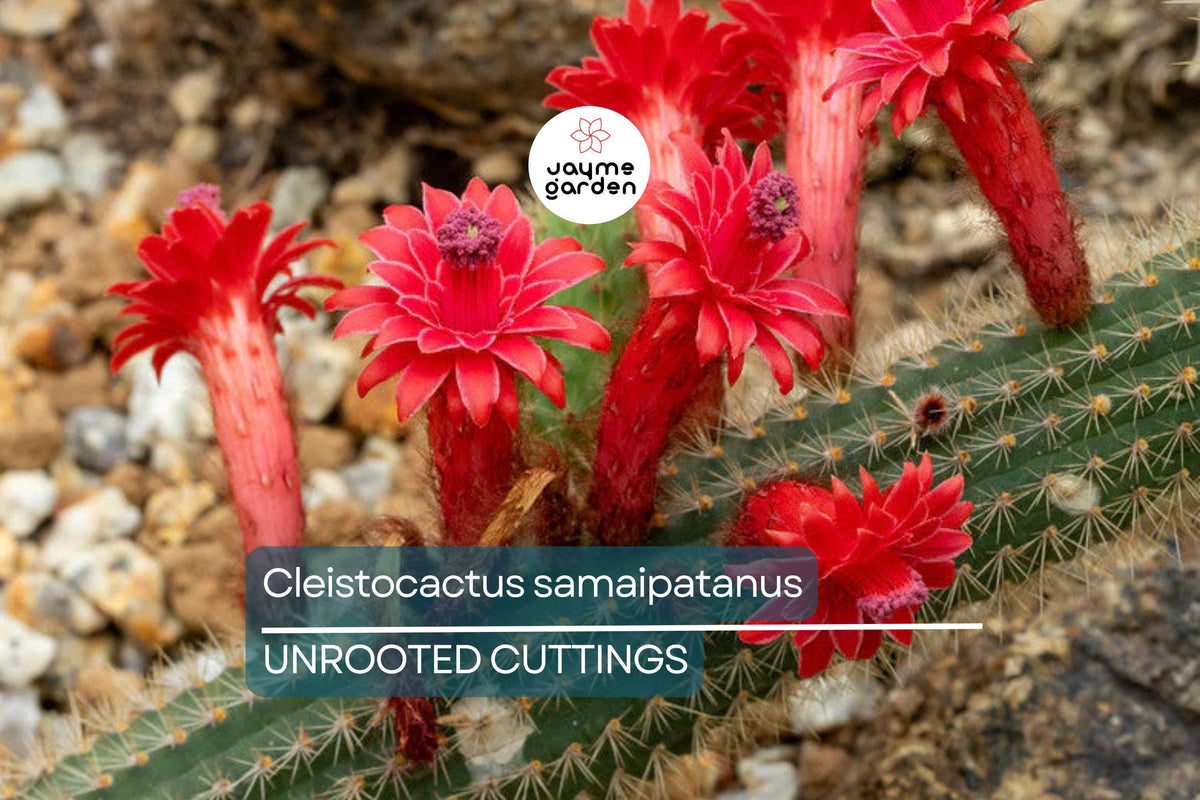 Cleistocactus samaipatanus Cutting, 5-Inch Tip, Flowering Cactus, Hummingbird Attraction, Easy to Grow, Summer Blooms