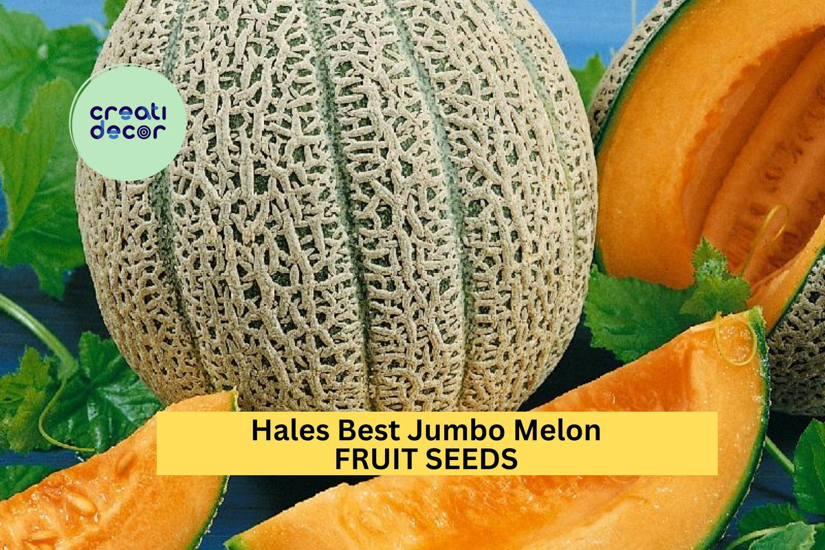 Cantaloupe Melon Seeds 3pcs 1g Hales Best Jumbo Sweet Variety Cucumis melo for Summer Gardens & Containers