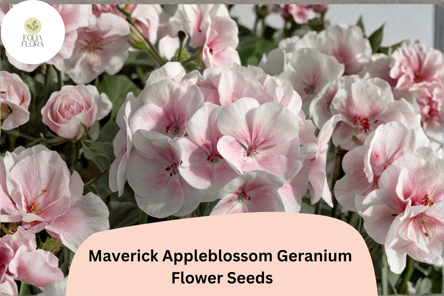 25+ Maverick Appleblossom Geranium Seeds – Hardy Perennial with Pink & White Flowers