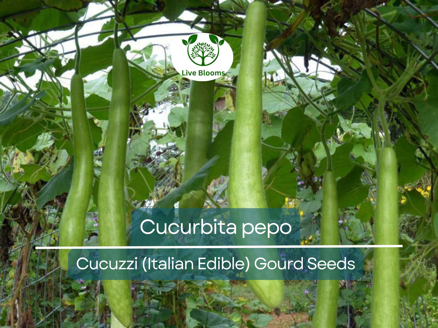 10 Seeds Cucuzzi Italian Edible Gourd (Cucurbita pepo) – Non-GMO, Heirloom, Easy to Grow, High Yield