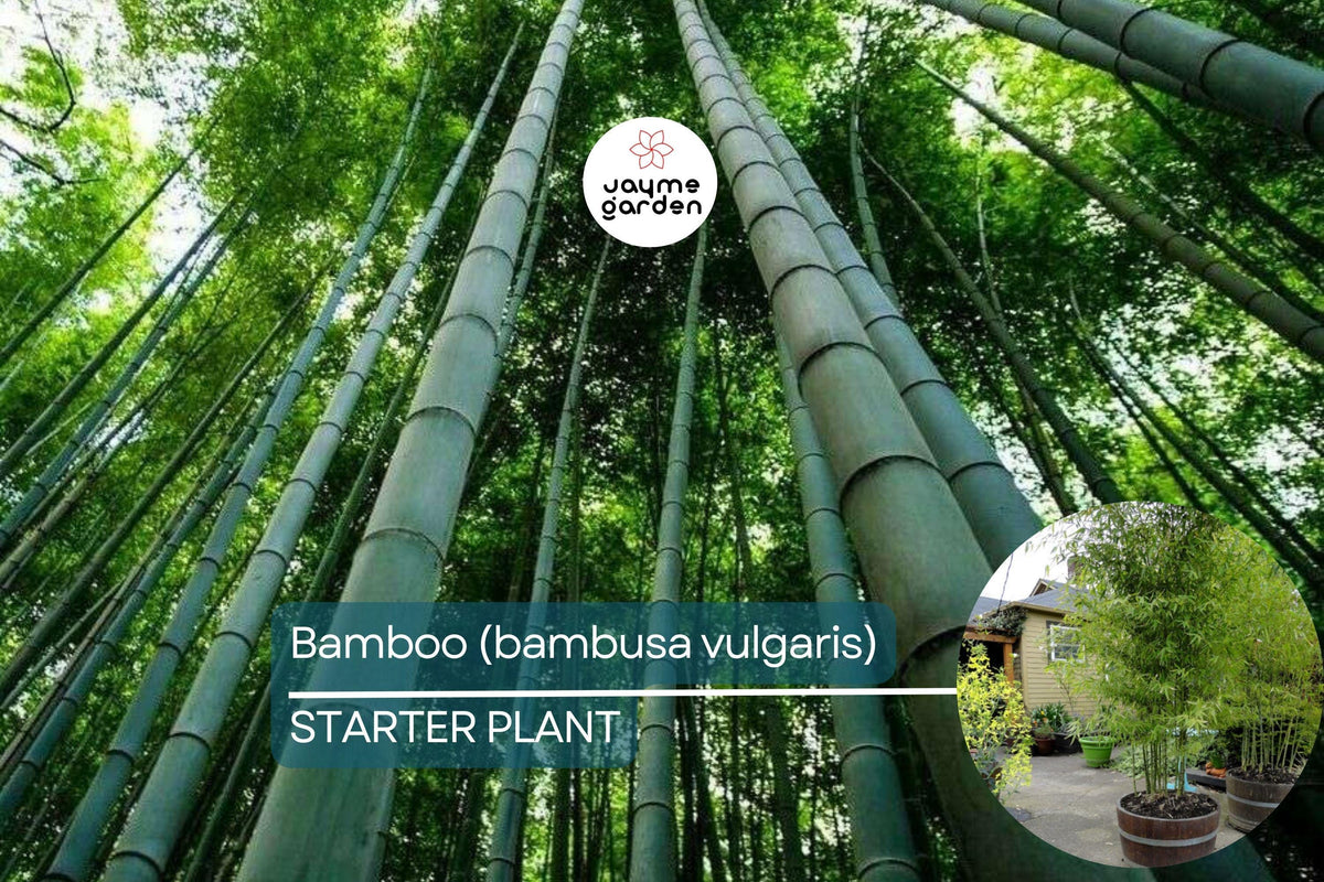 Live Bamboo Plant 12"-24" Starter - Bambusa vulgaris - Eco-Friendly, Drought-Tolerant Bamboo for Gardens & Privacy Screens