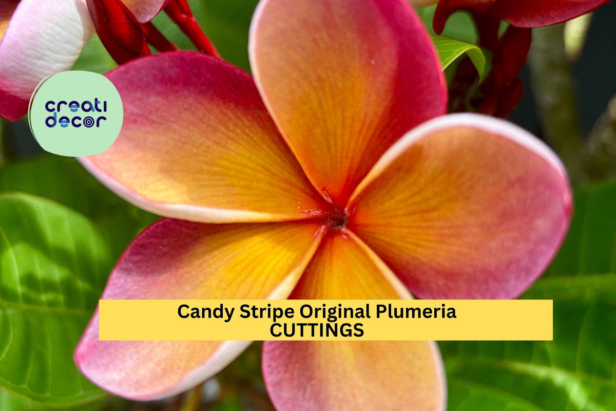 Candy Stripe Plumeria Cutting Double Head 10" Unrooted Tropical Frangipani Tree USA Seller