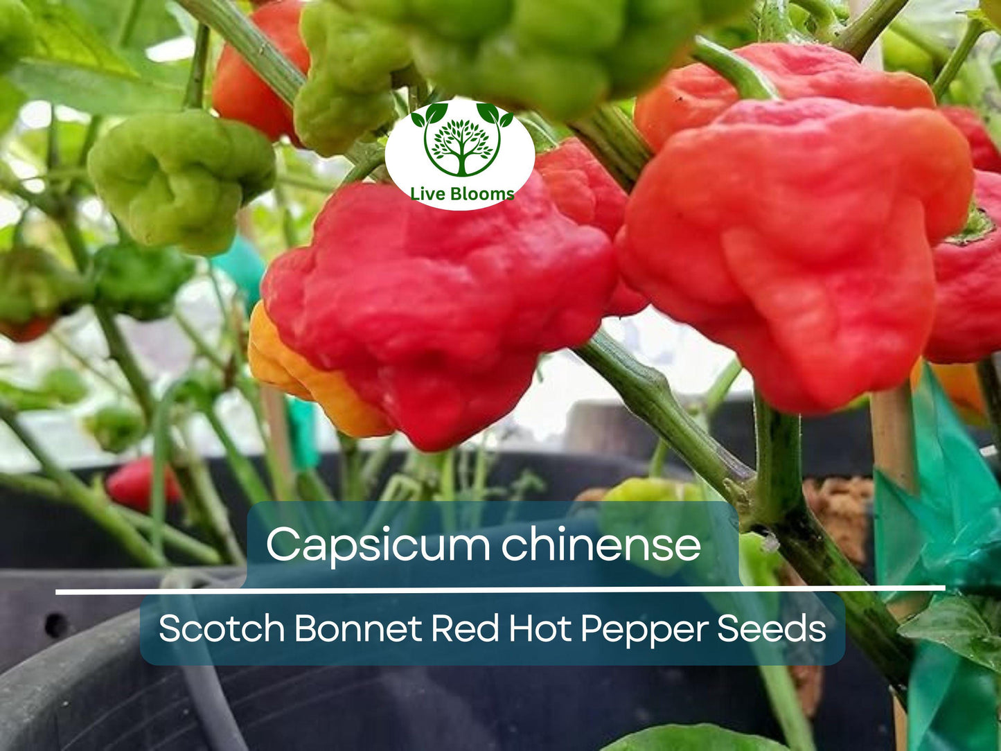 30 Seeds Scotch Bonnet Red Hot Pepper - Super Spicy Caribbean Capsicum chinense for Home Gardening