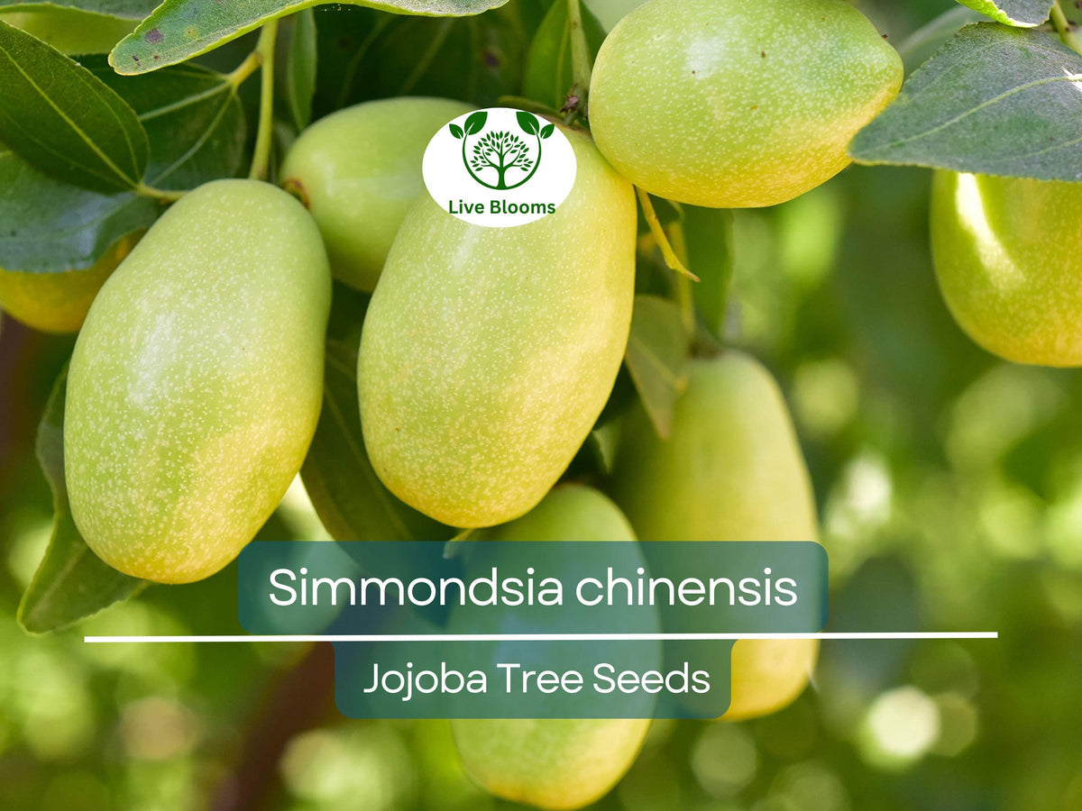 Jojoba Seeds for Planting - 5 Premium Seeds of Simmondsia chinensis - Drought-Tolerant Shrub for Sustainable Landscaping