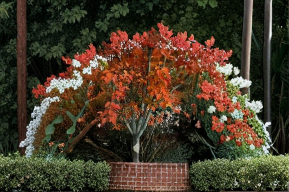 Acer Grosseri var. Hersii Seeds - 10 Rare Asian Maple Seeds for Ornamental Trees - Acer grosseri var. hersii