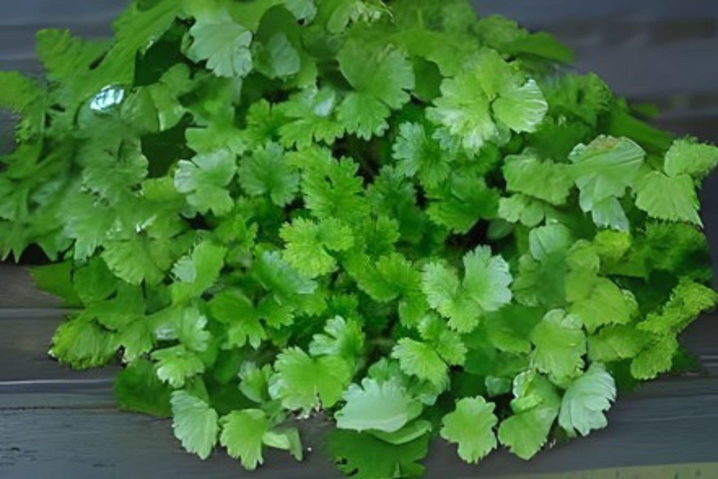 Cilantro Seeds, Coriander Seeds, Heirloom, Fast-Growing, Coriandrum sativum, Culinary Herb, Garden Seeds