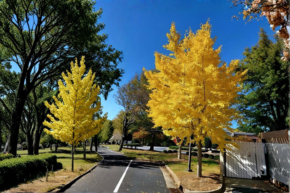 Ginkgo Biloba Live Plant 1-2 ft Tall Bare Root Ornamental Tree Ginkgo biloba - Unique Fan-Shaped Leaves, Yellow Fall Foliage