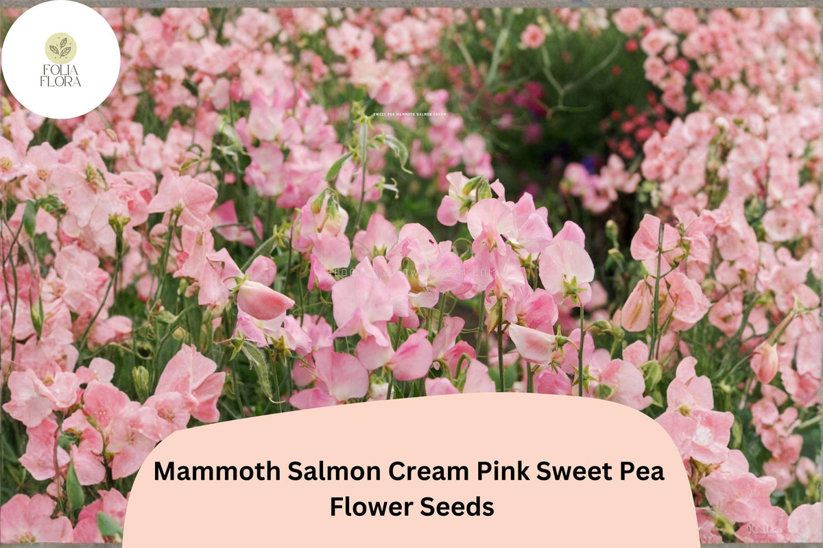 Mammoth Sweet Pea Seeds | 50+ Salmon Cream Pink Climbing Vine | Lathyrus odoratus | Ornamental Annual for Gardens