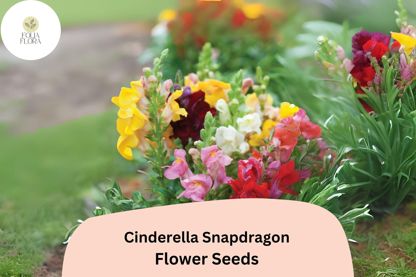 Cinderella Snapdragon Seeds (Antirrhinum majus) | 1000+ Pastel Blooms for Garden & Cut Flowers