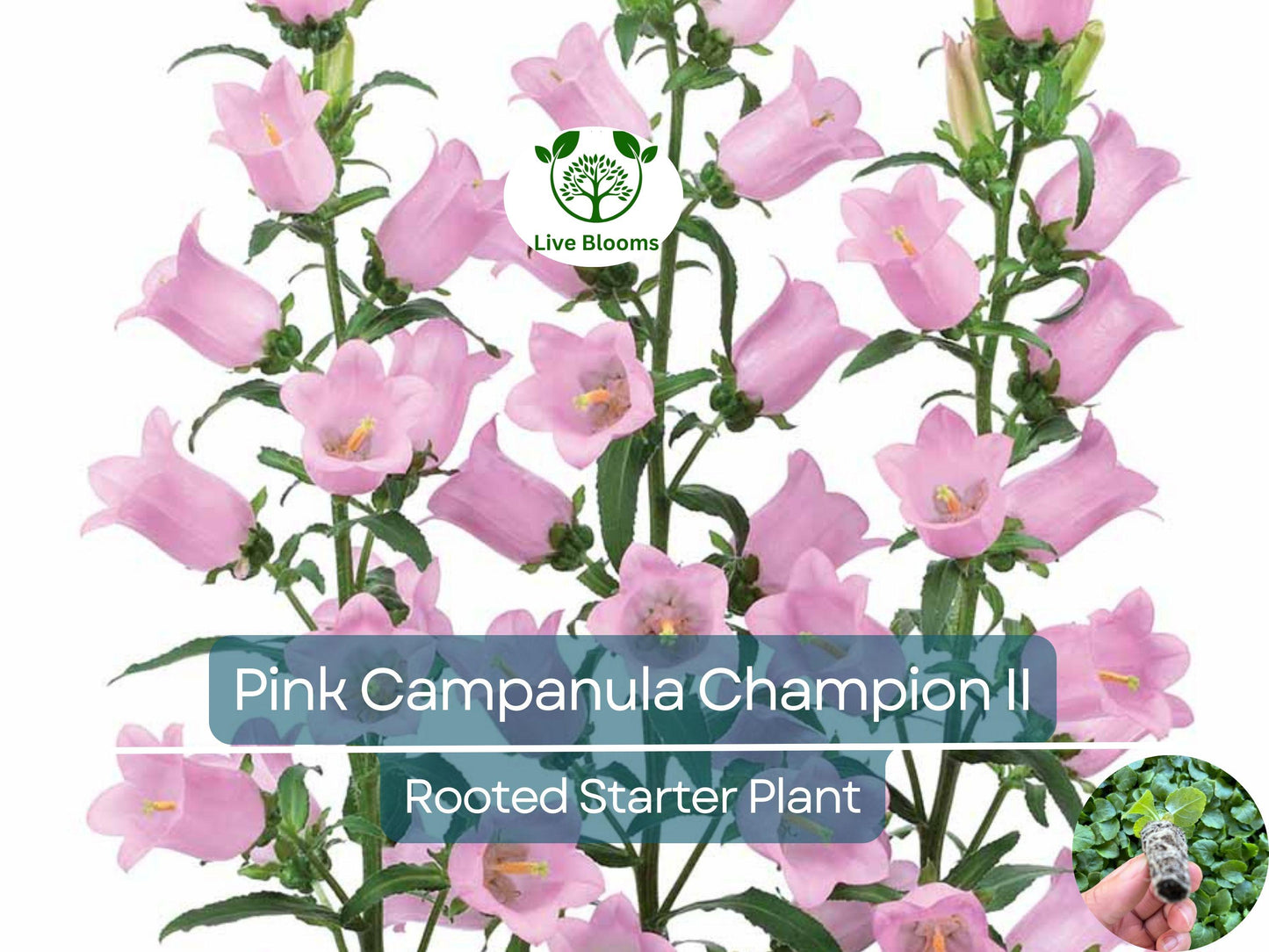 2 Campanula Champion II Bellflower Plants - Perennial Blue/Purple Blooms for Garden & Landscape