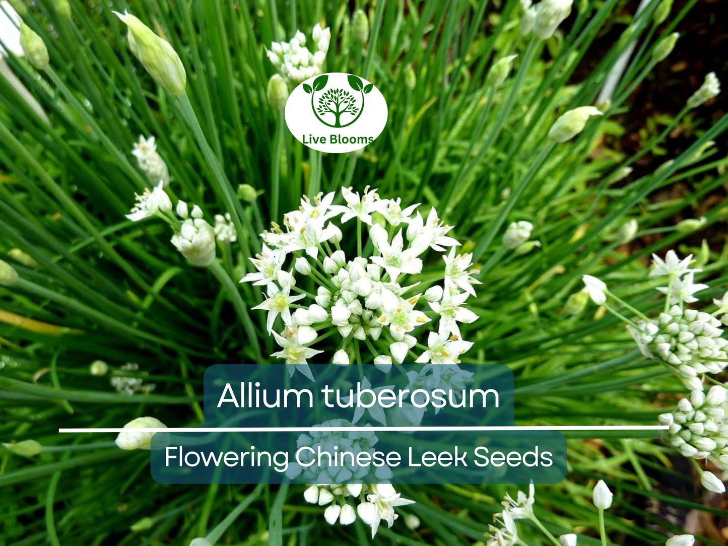100 Seeds Flowering Chinese Leek - Allium tuberosum Garlic Chives Heirloom Non-GMO Easy to Grow