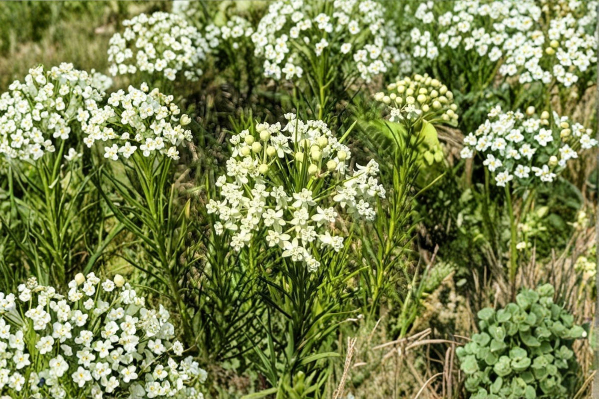 Whorled Milkweed Seeds | 30 Pack | Asclepias verticillata | Native Wildflower | Monarch Butterfly Host Plant