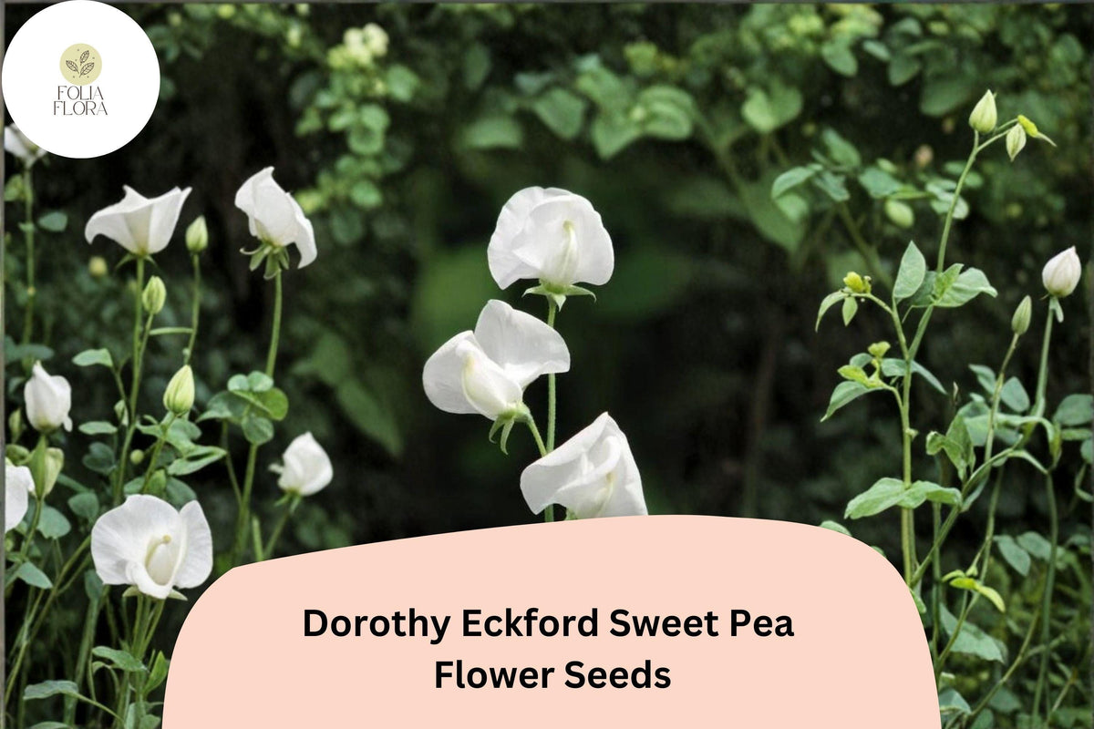 50+ Sweet Pea Seeds - Dorothy Eckford, Fragrant White Flowers, Lathyrus odoratus, Ideal for Trellises & Cut Flowers