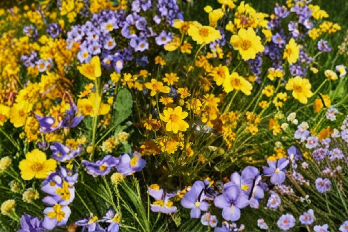Yellowray Goldfields Seeds – 100 Count – Bright Yellow Wildflower, Lasthenia glabrata – Native Annual for Pollinators