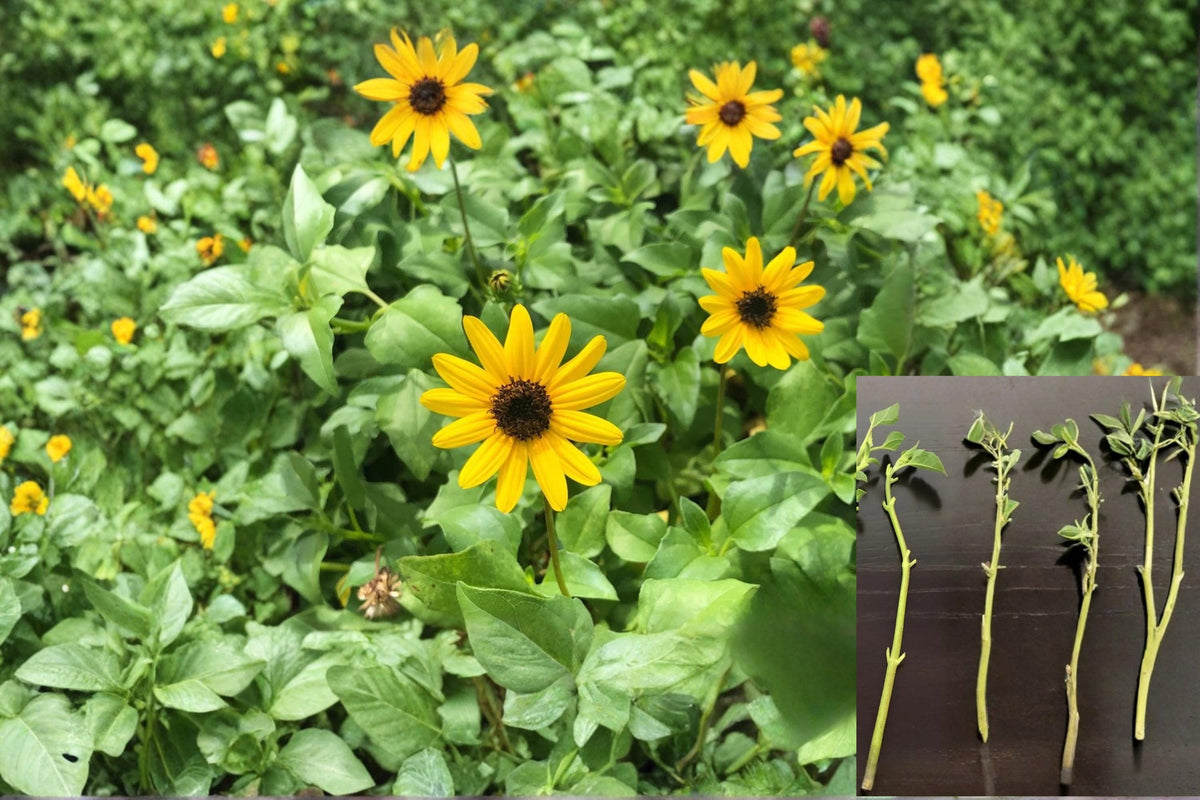 West Coast Dune Sunflower Cuttings 4 Unrooted Yellow Helianthus debilis Perennial Groundcover for Sandy Soils