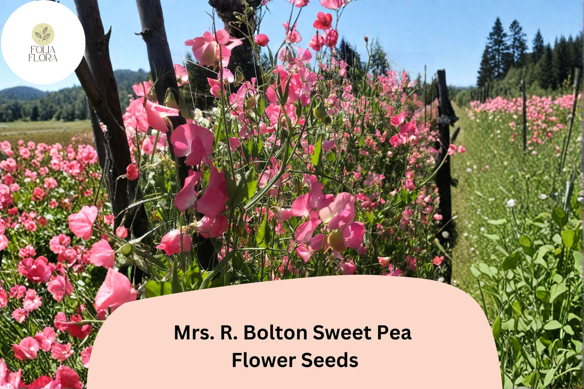 Mrs. R. Bolton Sweet Pea Seeds | 50+ Untreated Seeds | Soft Pink Blooms | Lathyrus odoratus Garden Planting